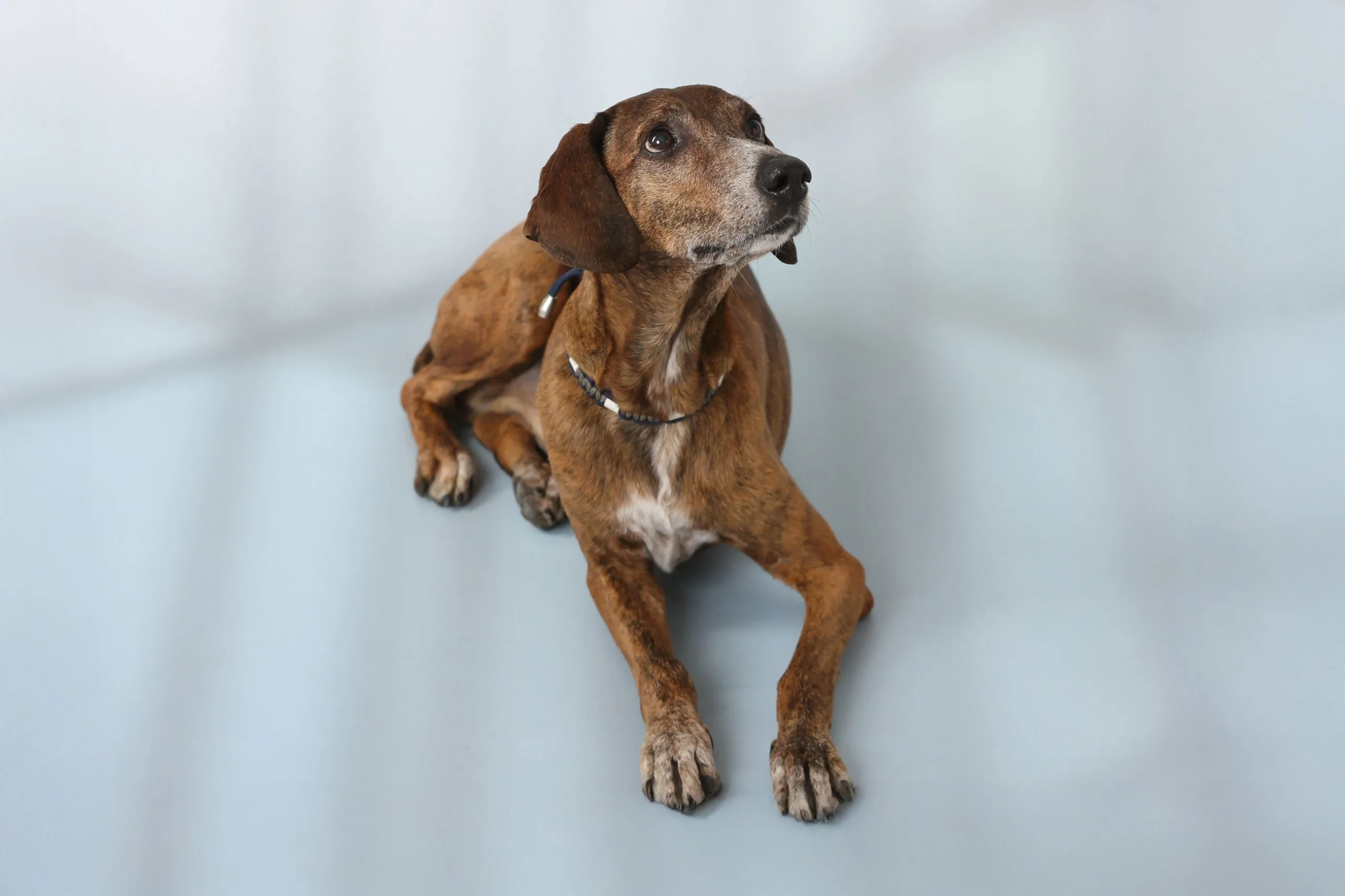 Hund-Lillo-Praxishund-1