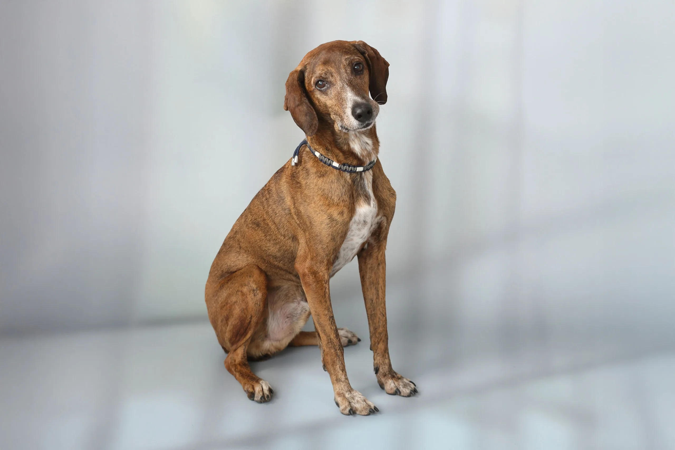 Hund-Lillo-Praxishund